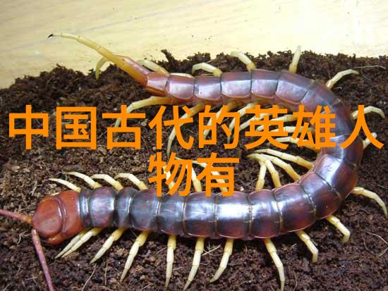 夜幕下的断案我在聊斋当县令