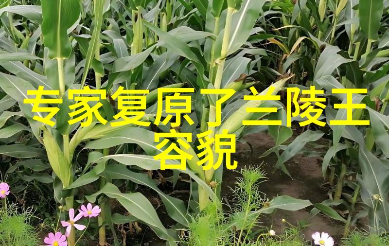 从红楼梦到水浒传揭秘中国古典小说中的历史影子